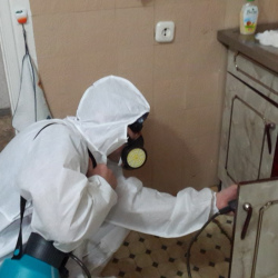 Дезинфекция от муравьев в квартире в Александровск-Сахалинском